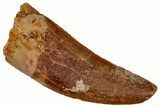 Serrated, Theropod (Deltadromeus?) Pre-Max Tooth - Morocco #341254-1